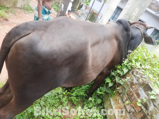 কুরবানীর জন্য অরিজিনাল দেশি ষাঁড়